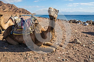 View of camel on the coast of Red sea