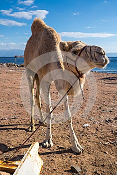 View of camel on the coast of Red sea