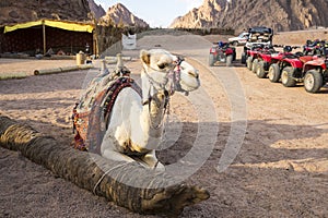 View of the camel in desert