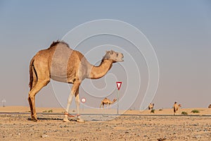 View of camel on the desert in United Arab Emirates