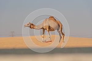 View of camel on the desert in United Arab Emirates