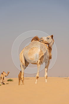 View of camel on the desert in United Arab Emirates