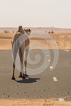 View of camel on the desert in United Arab Emirates