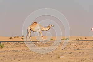 View of camel on the desert in United Arab Emirates