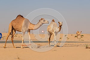 View of camel on the desert in United Arab Emirates