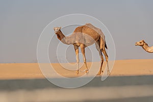 View of camel on the desert in United Arab Emirates