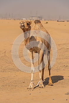 View of camel on the desert in United Arab Emirates