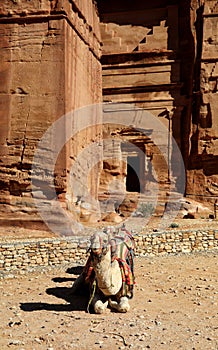 View of  camel at  petra in the mountains in jordan