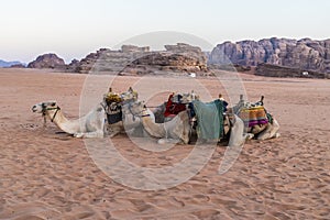 A view of camels in the early morning light at sunrise in the desert landscape in Wadi Rum, Jordan