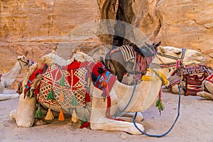 A view of a camels in front of the gorge leading to the Treasury building in the ancient city of Petra, Jordan