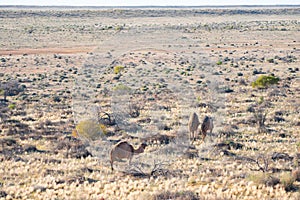 View of a camels grazing in the Tirari Desert