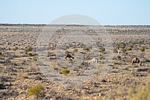 View of a camels grazing in the Tirari Desert