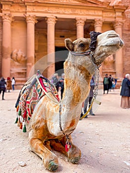 The view of camel in Petra at Treasury
