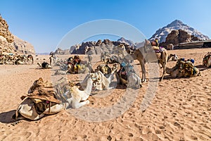 A view of camels resting in the desert landscape in Wadi Rum, Jordan
