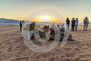A view of camels and travellers in the early morning light at sunrise in the desert landscape in Wadi Rum, Jordan