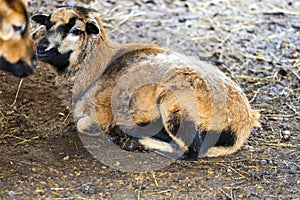 A view of a Cameroonian sheep photo