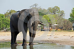 Elephant at a waterhole with an African lodge in the distance, Hwange National Park photo