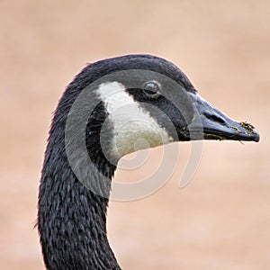 A view of an Canada Goose