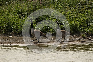 A view of an Canada Goose