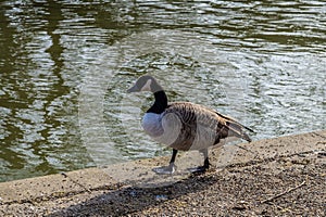 A view of a Canadian Geese on the embankment of the River Great Ouse in the centre of Bedford, UK