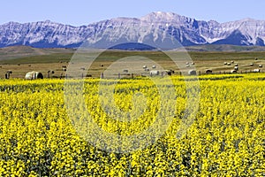 Yellow Canola Field In Bloom