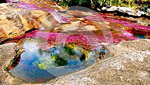 View of the Canio Cristales river with red-pink algae and well with blue water in the Colombian rainforest