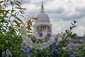 View from Cannon Bridge Roof Garden, London UK. Blue ceanothus flowers in foreground. Dome of St Paul`s in soft focus in distance.