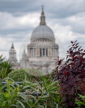 View from Cannon Bridge Roof Garden, London UK. Dome of St Paul`s Cathedral in soft focus in the distance.