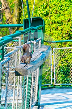 View of canopy walk in the schonbrunn tierpark, Vienna, Austria...IMAGE