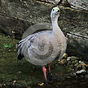 A view of a Cape Barren Goose