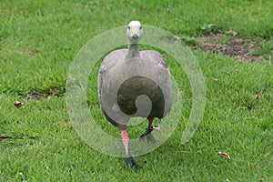 A view of a Cape Barren Goose