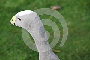 A view of a Cape Barren Goose