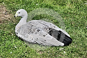 A view of a Cape Barren Goose