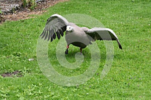 A view of a Cape Barren Goose