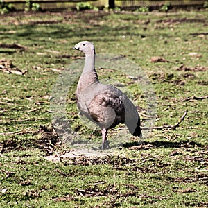 A view of a Cape Barren Goose