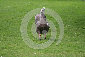 A view of a Cape Barren Goose