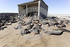 View of Cape fur seal