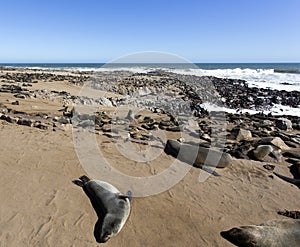 View of Cape fur seal