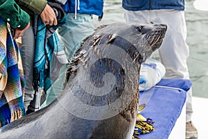 A view of a Cape Fur Seal onboard a boat in Walvis Bay, Namibia