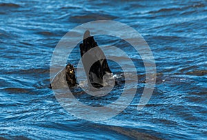 A view of a Cape Fur Seal playing in the waters of Walvis Bay, Namibia