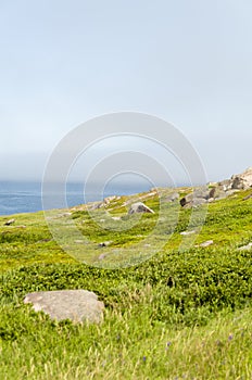 View from Cape Spear Walking trails