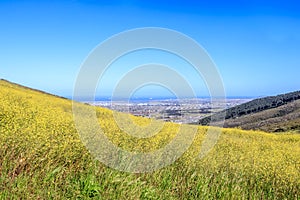 View of  Cape Town and Table bay with brightly coloured yellow flowers and bushes growing in foreground photo