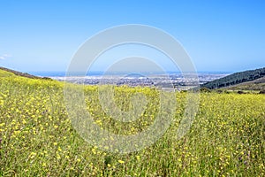 View of  Cape Town and Table bay with brightly coloured yellow flowers and bushes growing in foreground photo