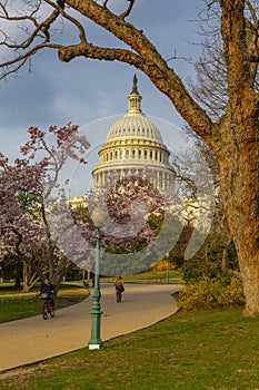 Capitol Building and spring blossom, Washington DC