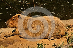 A view of a Capybara