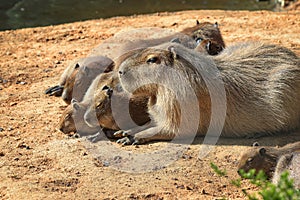 View on a capybara in nature