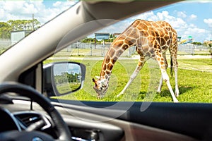 View from car on Giraffe in drive through safari zoo