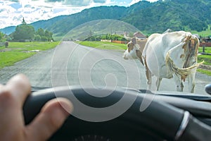 A view from the car of a horned cow walking on an asphalt road