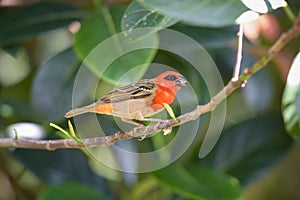 view of the cardinal bird in mauritius