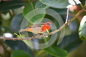 view of the cardinal bird in mauritius